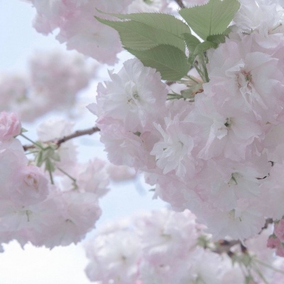 兽设毛发绘画实用教程福瑞交流群